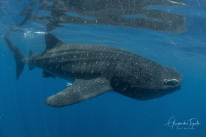 Whale Shark in the surface, Isla Contoy México by Alejandro Topete 